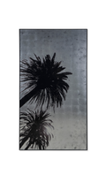 Silver Leaf Palm Tree - C