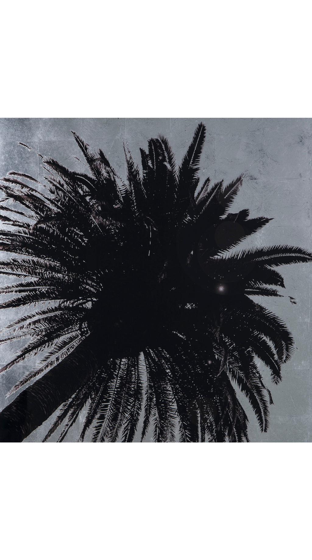 Silver Leaf Palm Tree - C
