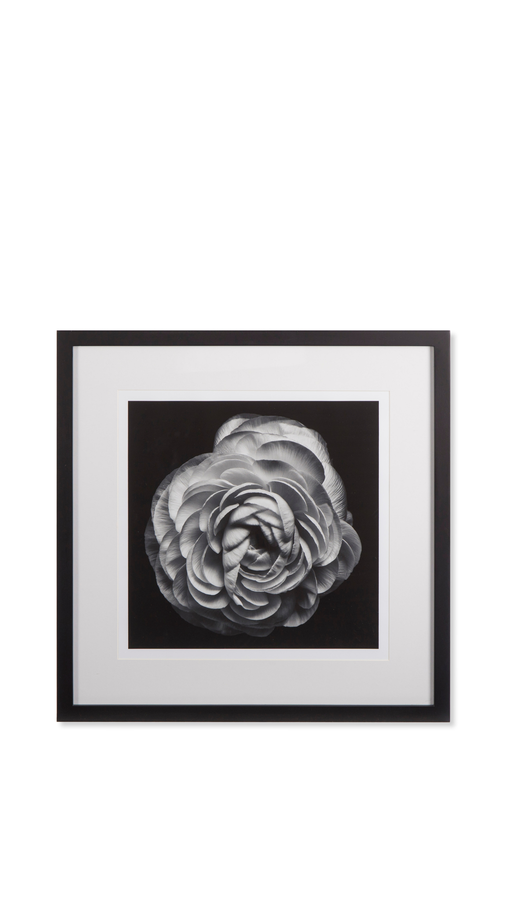 Black Blossom - B