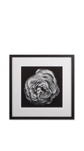 Black Blossom - B