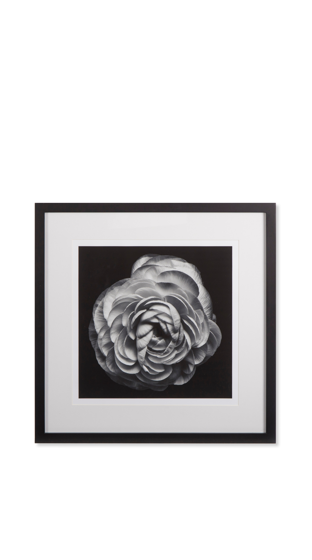 Black Blossom - B