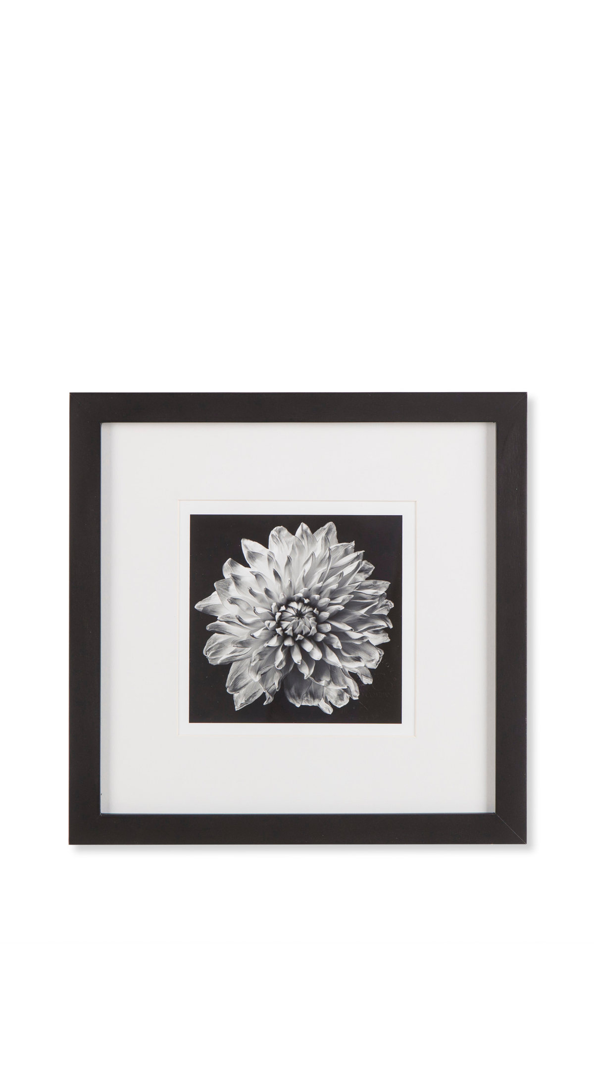 Black Blossom - C