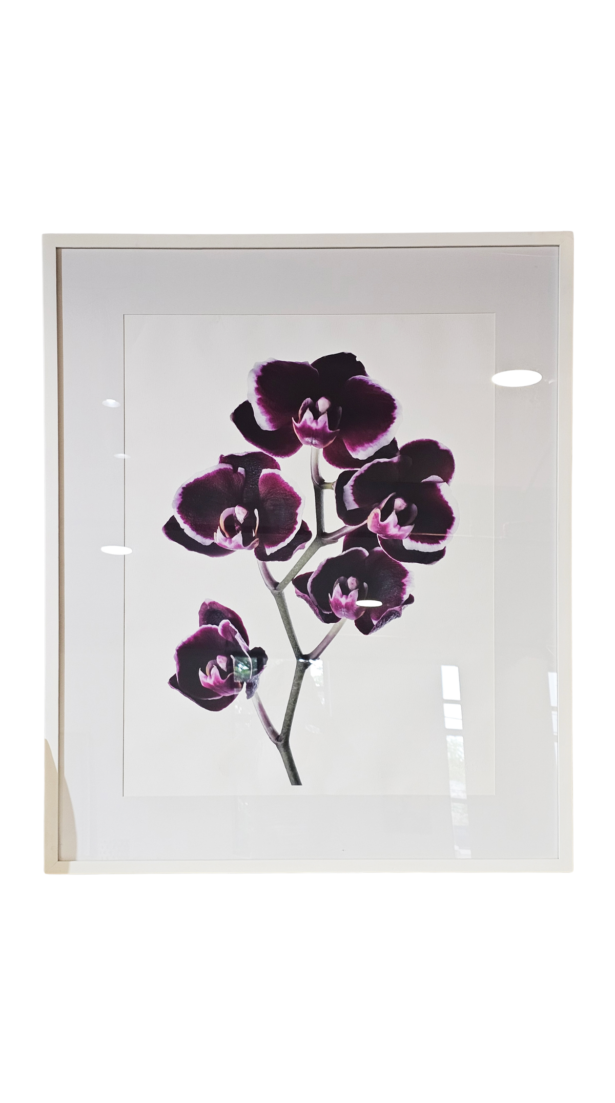 Orchid Photography