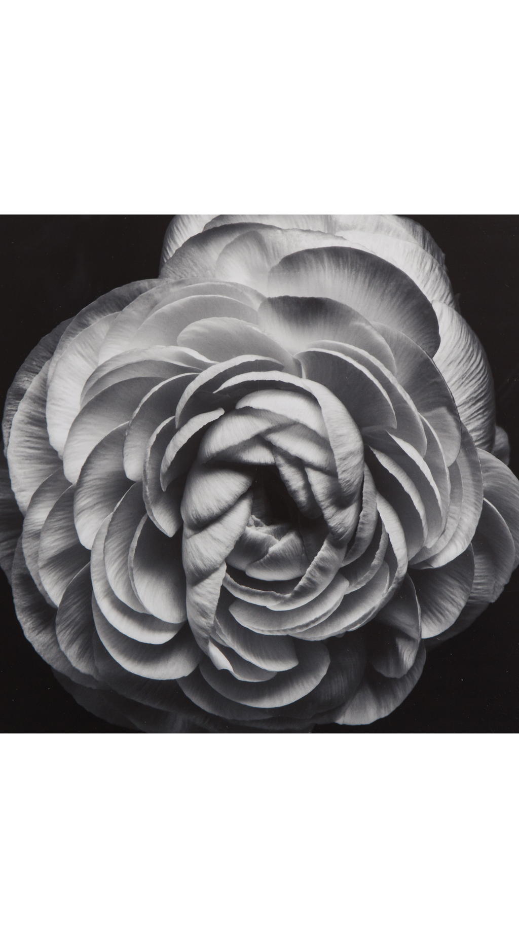 Black Blossom - B