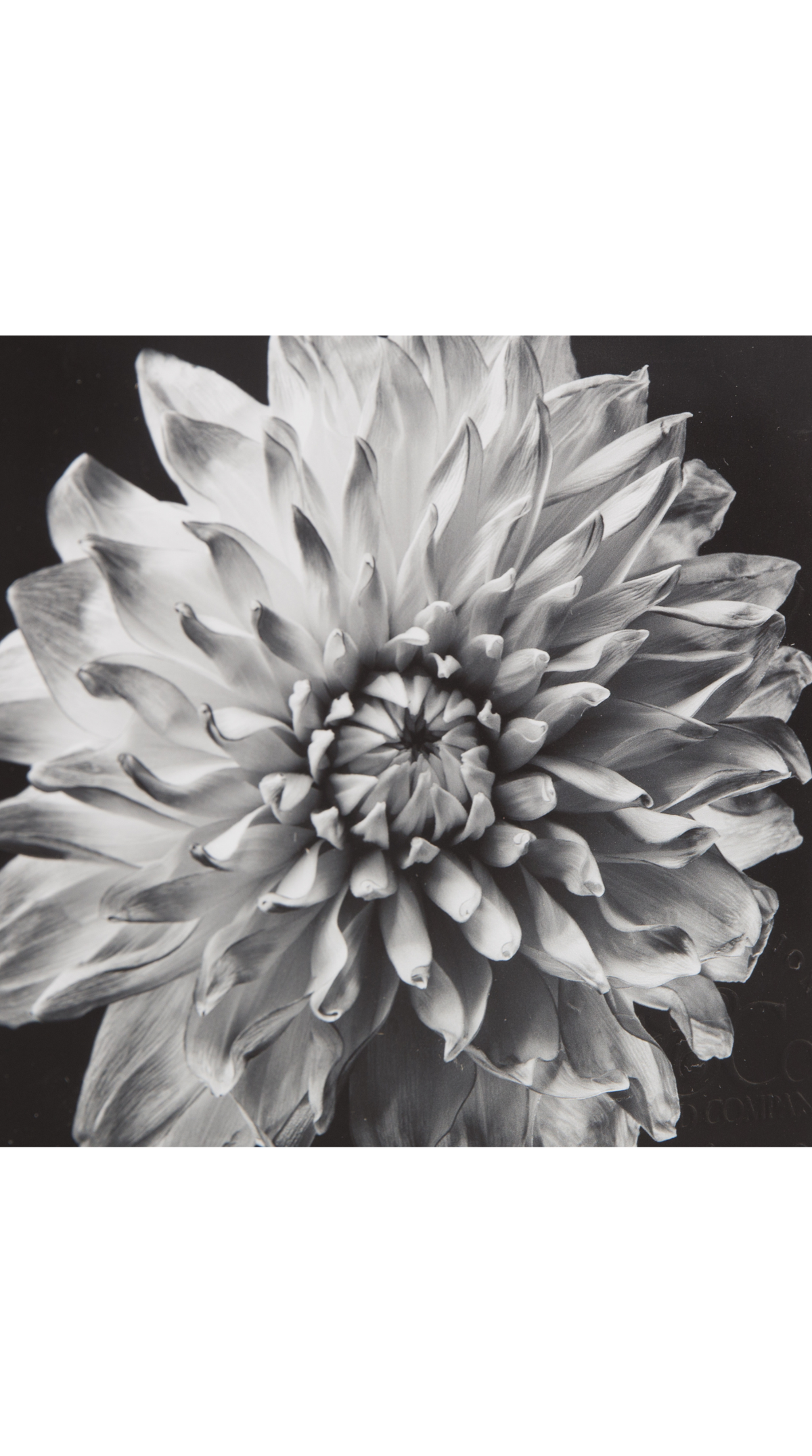 Black Blossom - C