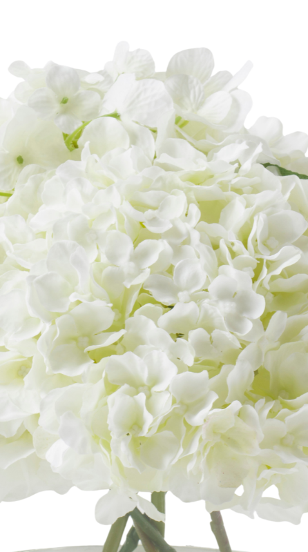 White Hydrangea In Glass Cylinder