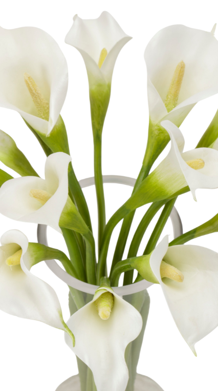 White Calla Lilies in Glass Vase
