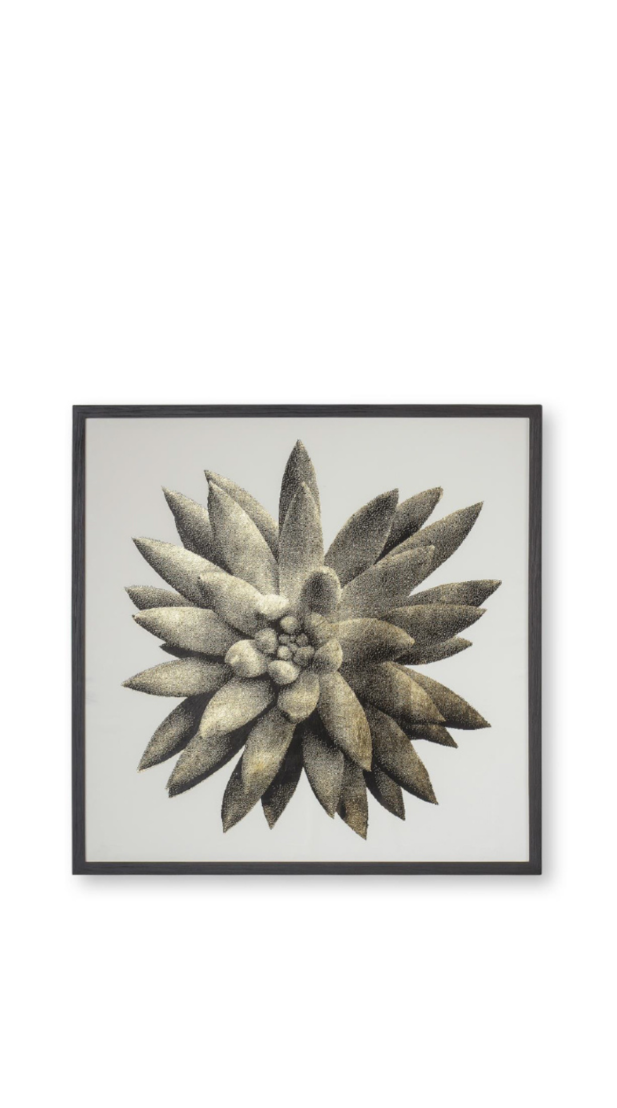 Gold Succulent A