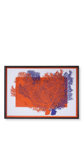 Red & Blue Coral